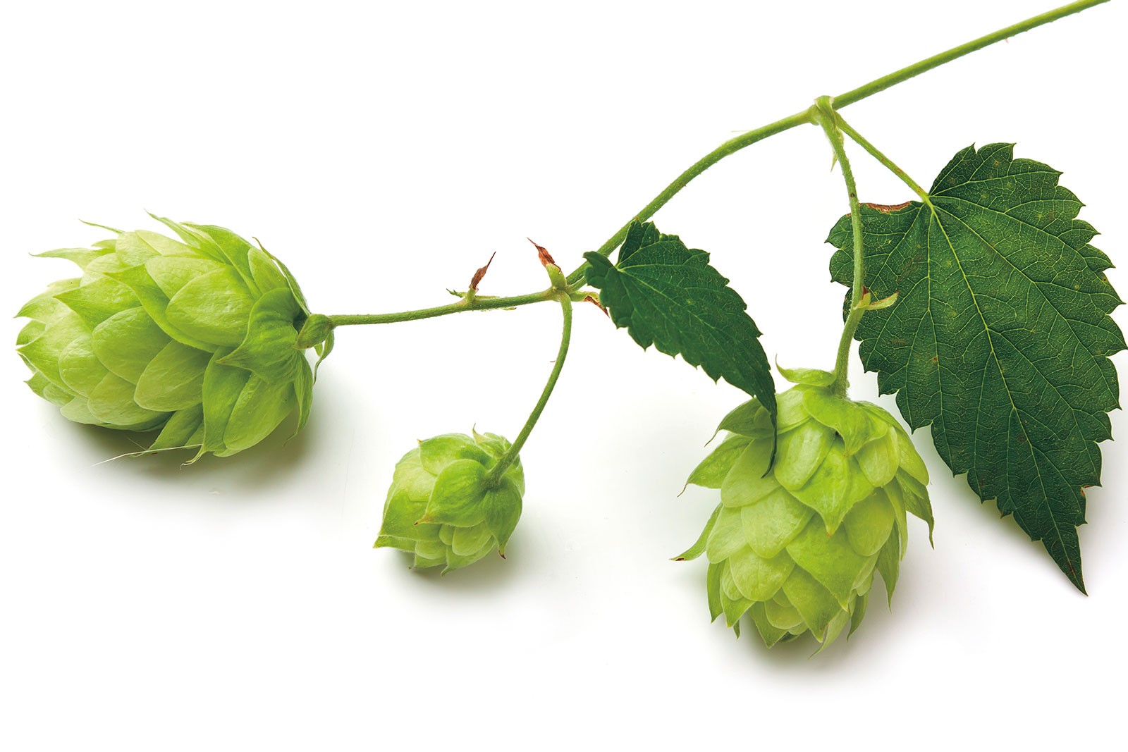 Hop Flower