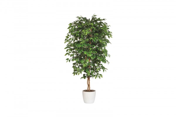 
Ficus Benjamina Plant